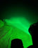 Race Pod Lens (Green)